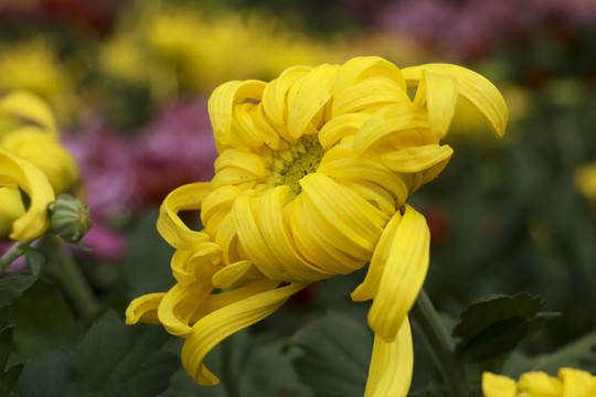 菊花