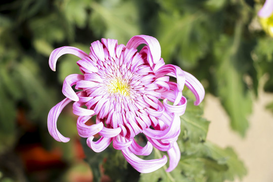 菊花