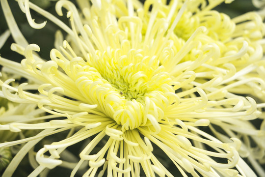 菊花