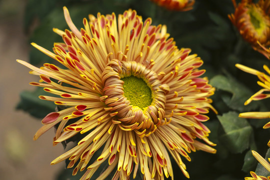 菊花