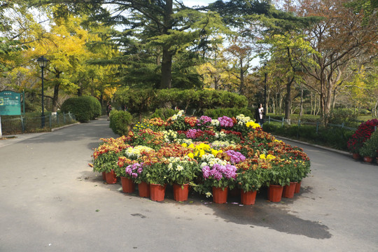 菊花