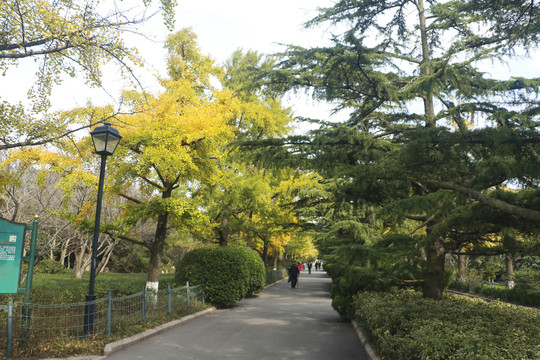 青岛中山公园