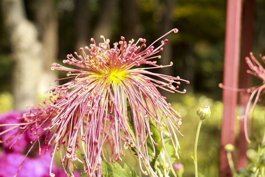 菊花