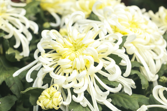 菊花