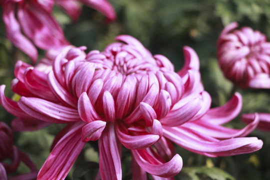 菊花