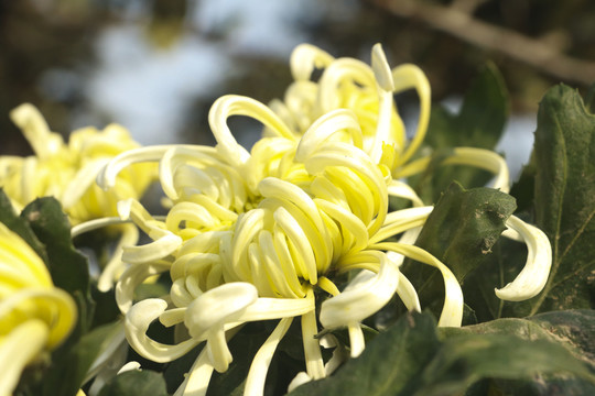 菊花