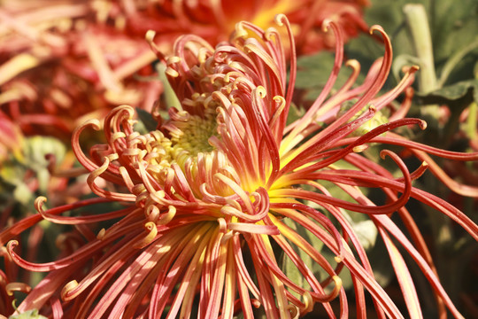 菊花