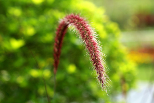 狗尾巴草