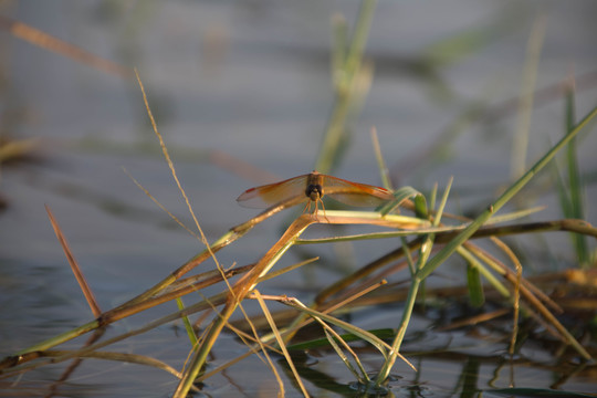 水草蜻蜓