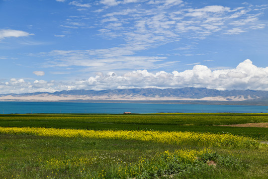 青海湖油菜花