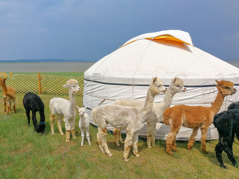 草原蒙古包羊驼