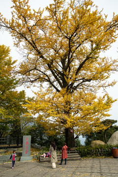 武当山银杏树