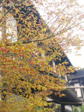 春日植物古建筑摄影
