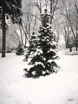 圣诞树雪景