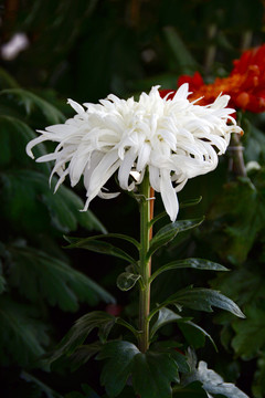 盛开的白菊