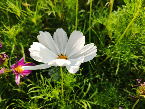 波斯菊