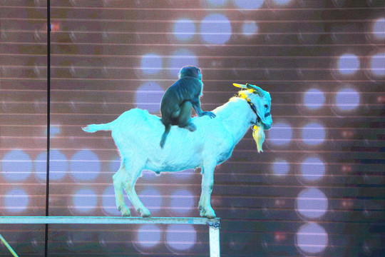 黑龙江东北虎林园马戏表演猴骑羊