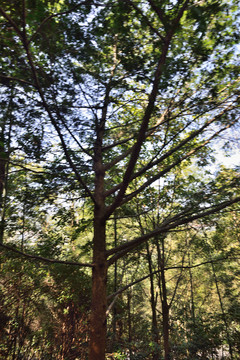 井冈山的红豆杉树