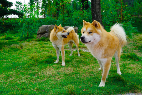 田园犬