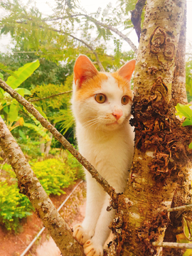 树上的猫咪