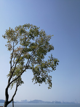 树
