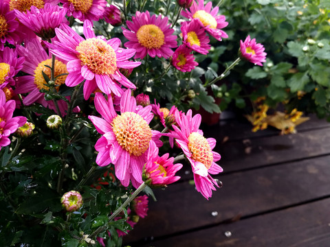 菊花