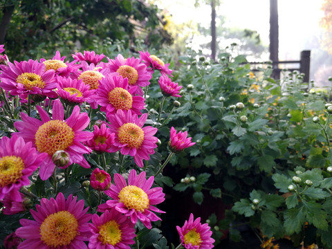菊花