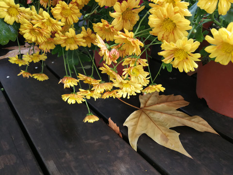 菊花