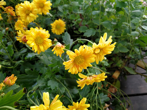 菊花