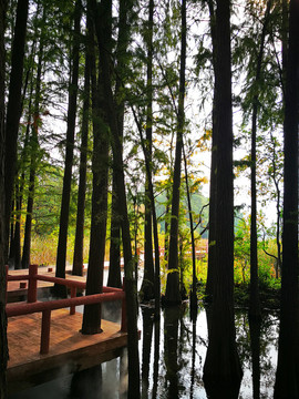 东湖落雁景区