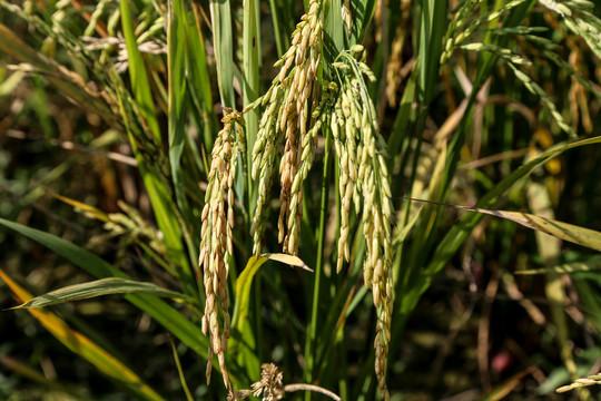 稻穗稻米