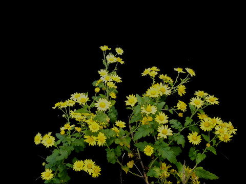 野菊花