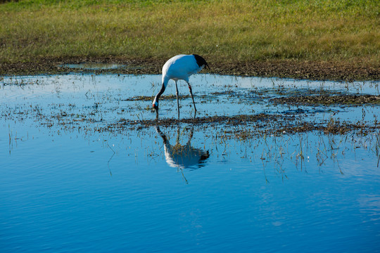湿地水中觅食的丹顶鹤