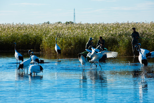 湿地芦苇水中丹顶鹤