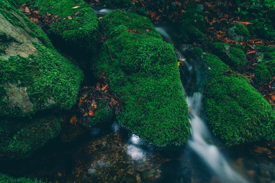 绿石谷青苔苔藓原生态水源地