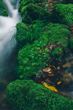 绿石谷青苔苔藓原生态水源地