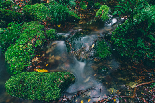 绿石谷青苔苔藓原生态水源地