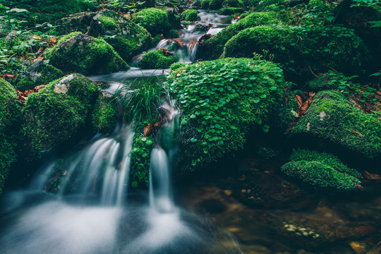 绿石谷青苔苔藓原生态水源地