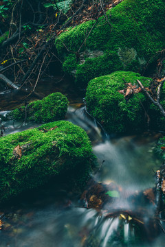 绿石谷青苔苔藓原生态水源地