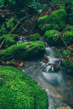 绿石谷青苔苔藓原生态水源地