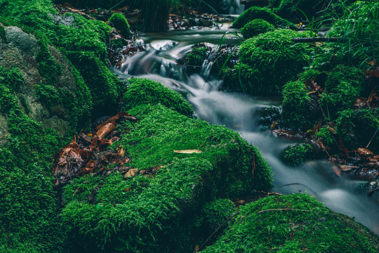 绿石谷青苔苔藓原生态水源地