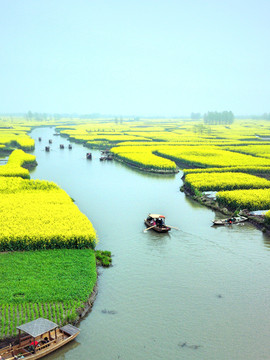 油菜花海