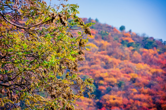 漫山秋色