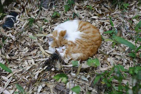 野猫