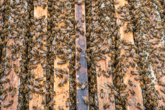 农家蜂蜜