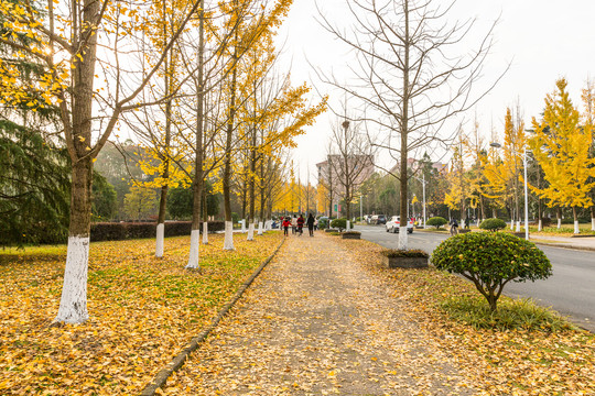 银杏树