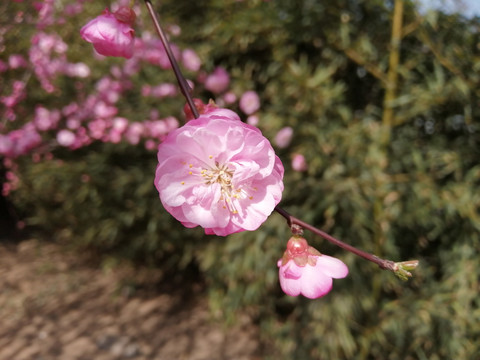 樱花