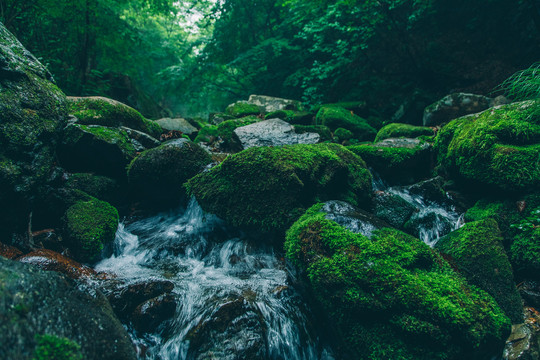 绿石谷青苔苔藓原生态水源地