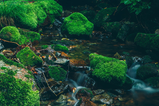 绿石谷青苔苔藓原生态原始森林