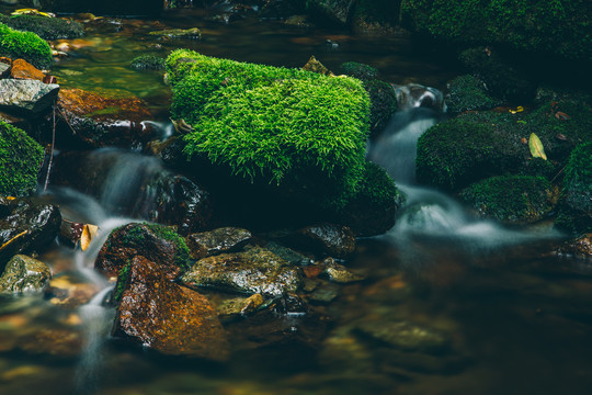 绿石谷青苔苔藓原生态原始森林